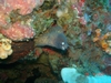 Moray Eel