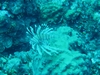 lion fish nassa bahamas