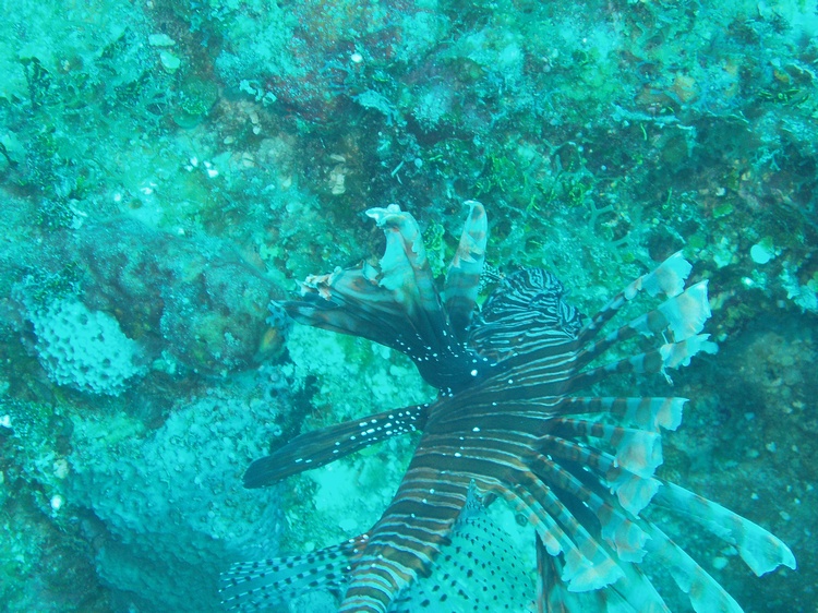 larger lion fish bahamas