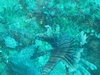 larger lion fish bahamas