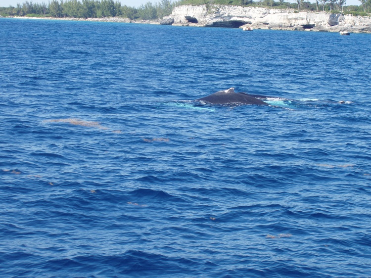 2 pilot whales close to shore nassa bahamas