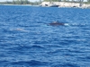 2 pilot whales close to shore nassa bahamas