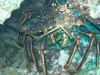 carribean lobster bahamas