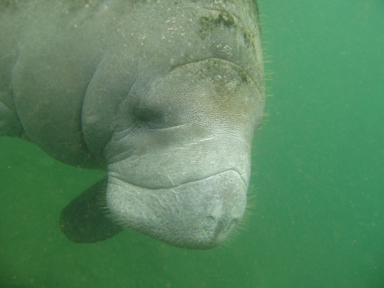 crystal river manatees