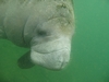 crystal river manatees