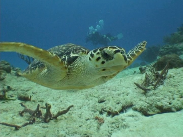 Cozumel Feb 2007