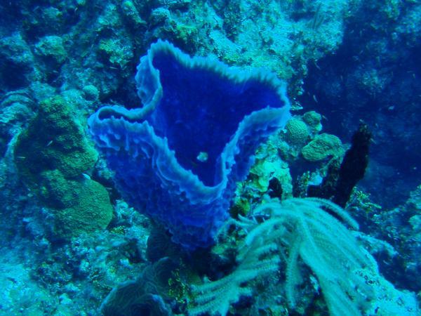 Shark reef in Bahamas