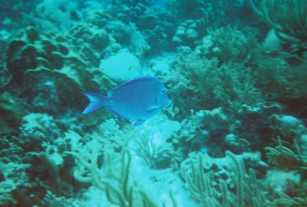 Diving in Bonaire