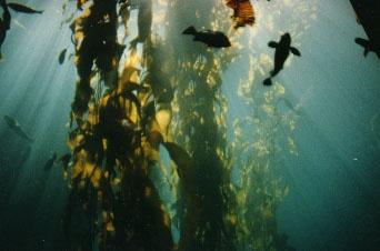 Monterey kelp forest