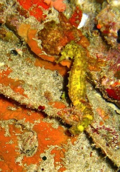 seahorse,Thailand
