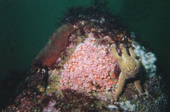 Pt Lobos 2