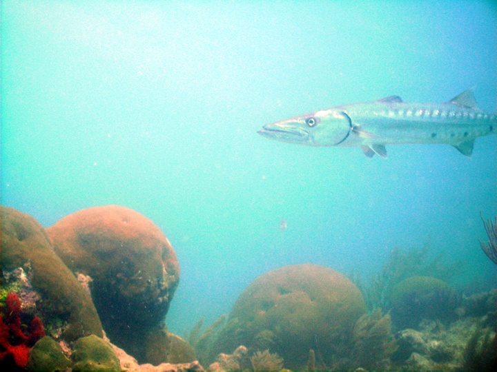 Our buddy. He liked to eat hotdogs from the dive boat.