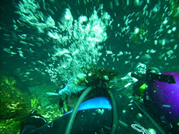 Holding on for dear life - Manatee Springs