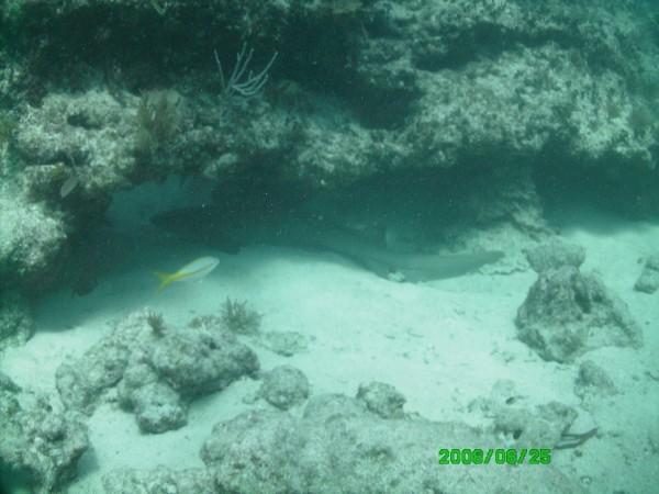 Nurse Shark