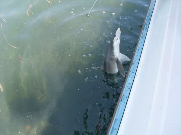 Bonnet Head shark I caught.