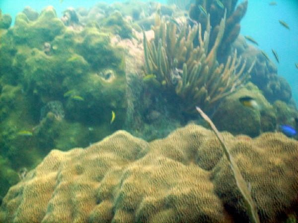 Diving in the Keys