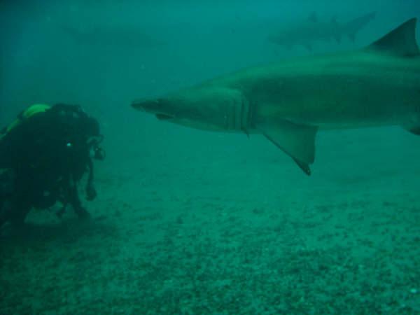 diving with the sharks
