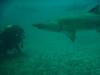 diving with the sharks