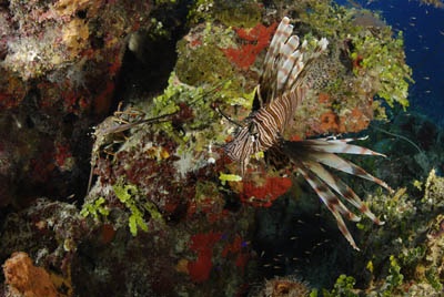 Invasive... Nassau, Bahamas