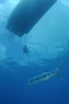 Barracuda... Nassau, Bahamas