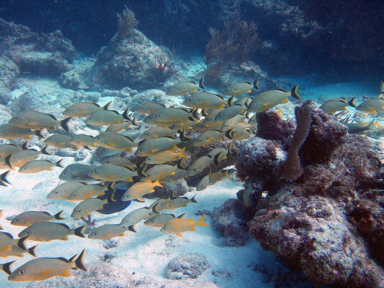 Snapper Ledge; out of Tavernier Key; 11/3/2007