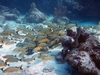 Snapper Ledge; out of Tavernier Key; 11/3/2007