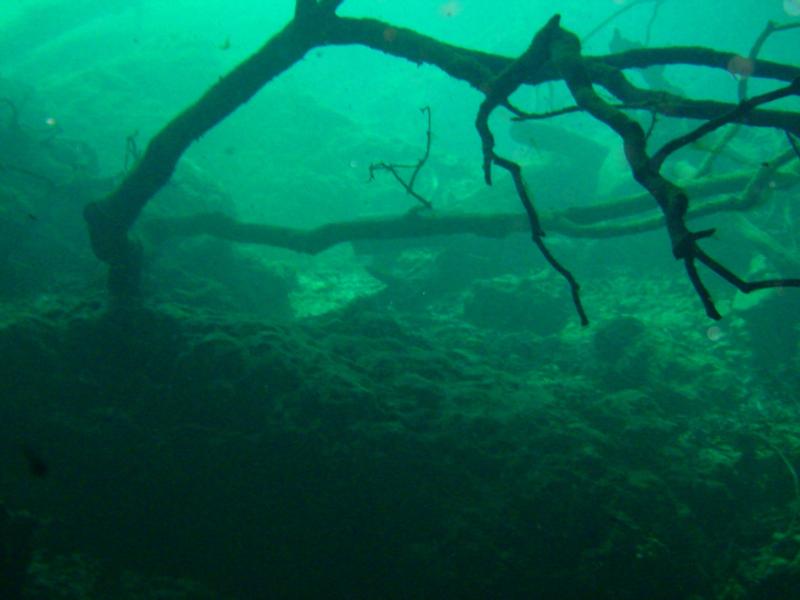 Catfish sink Manatee State Park