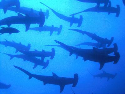 Hammerheads