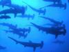 Hammerheads