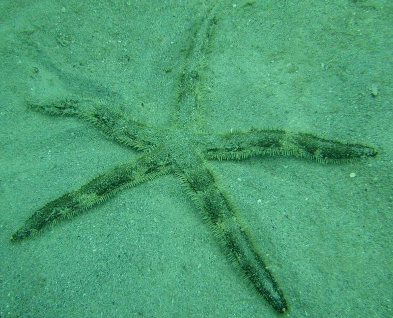 Spiny Starfish