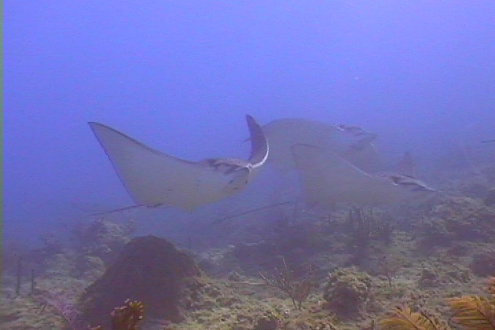 Eagle Rays