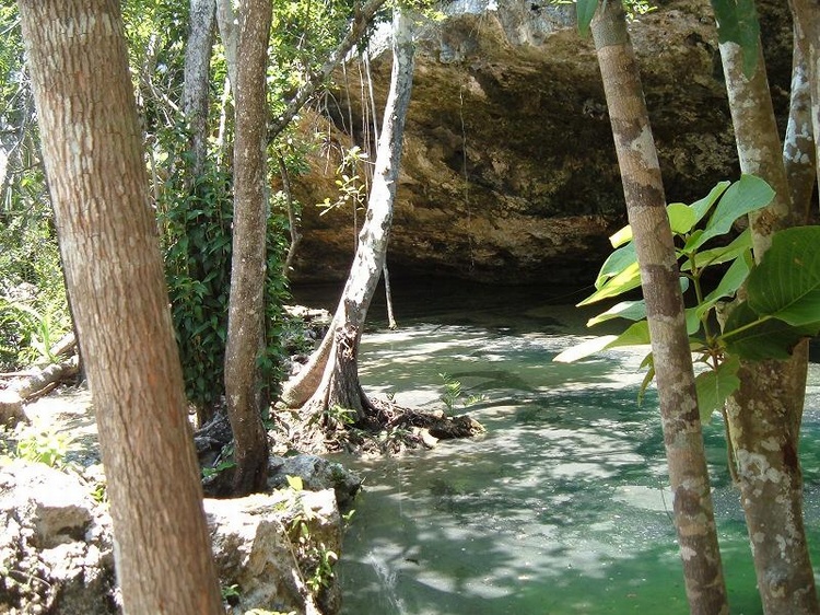 Cancun-area cenote, looking kinda` swampy