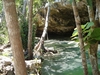 Cancun-area cenote, looking kinda` swampy