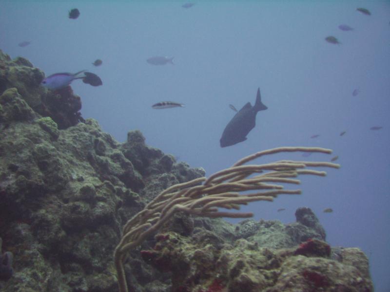  paradise reef april cozumel trip