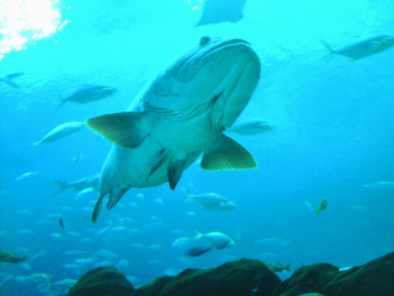 Grouper , GA Aquarium