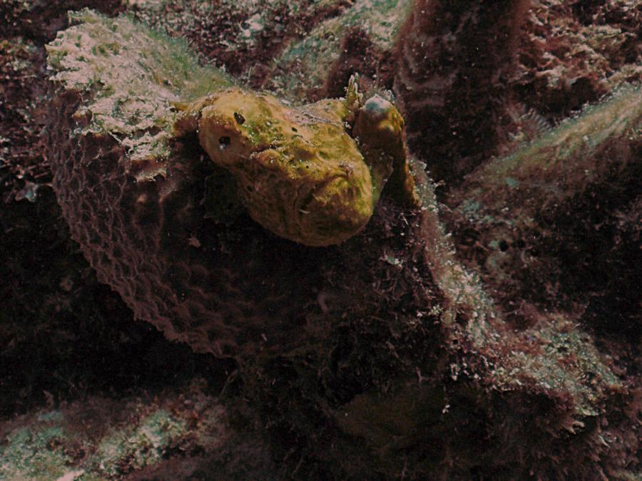 Frogfish in Bonaire