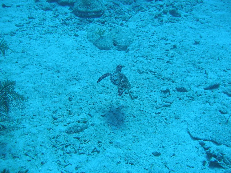 don fosters shore dive (cayman islands)