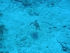don fosters shore dive (cayman islands)