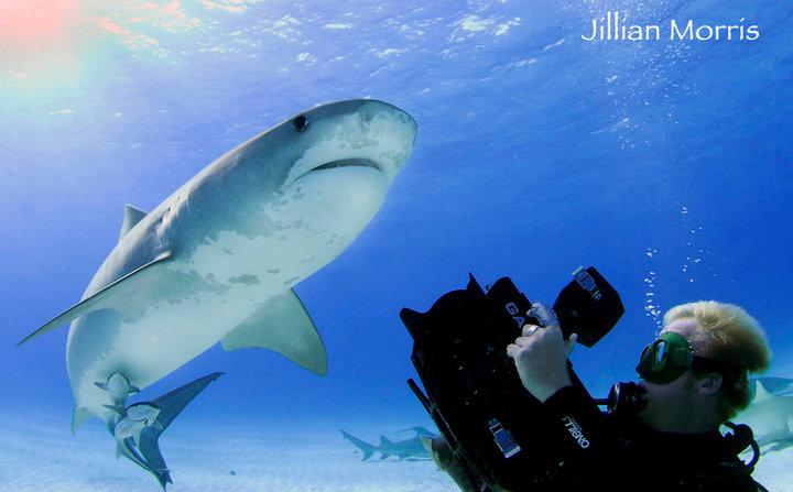 Duncan filming a tiger shark