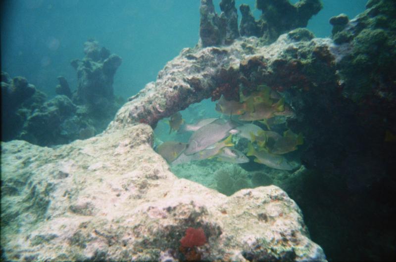 fishys
