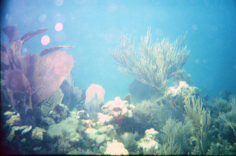 Random coral shot