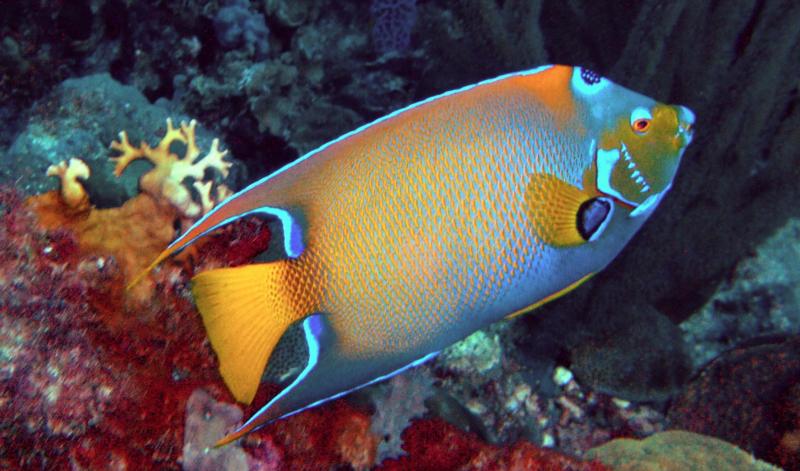 Angel fish Bonaire