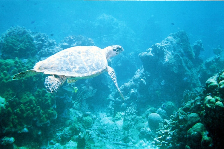 Flying Turtle