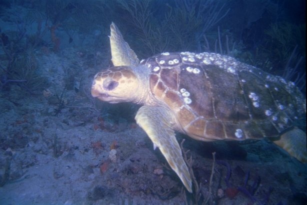 West Palm Turtle