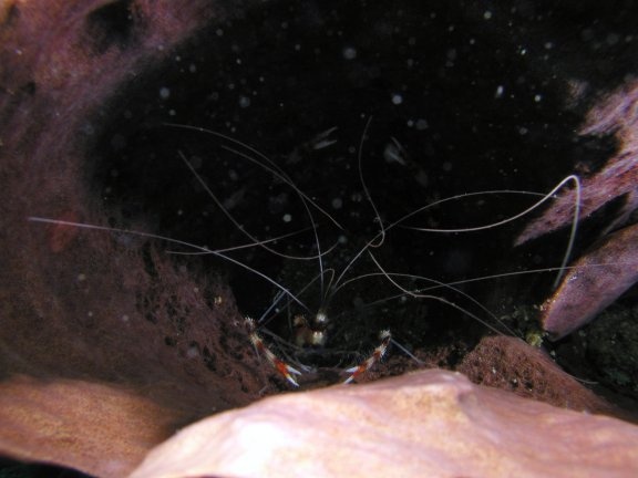 Branded Coral Shrimp