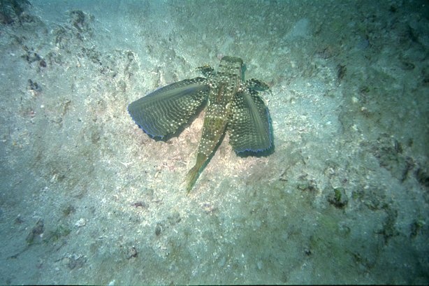 Flying Gurnard