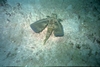 Flying Gurnard