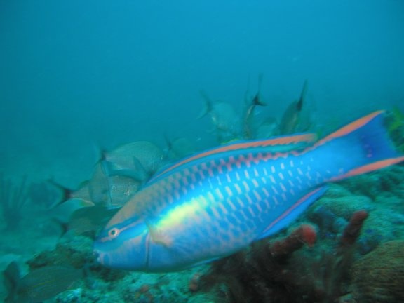 Parrot Fish