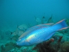 Parrot Fish - rzigfry