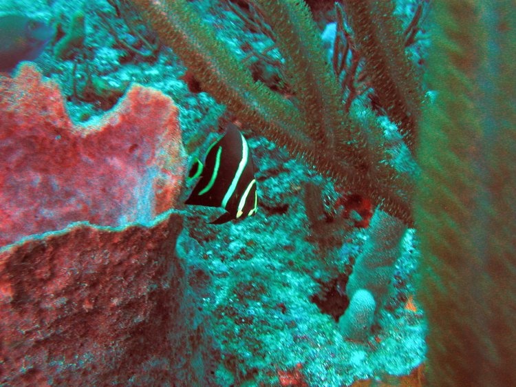 Black & Gold Angel Fish